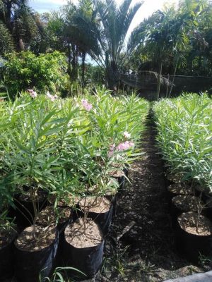 79170750_981920022182034_1792799544979750912_n