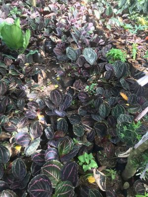 87266013_524185198205622_7956275458113273856_n