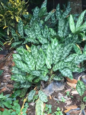 87281765_3054350797943119_461599617272774656_n