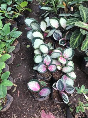 87995318_583429255721049_3073388445654056960_n