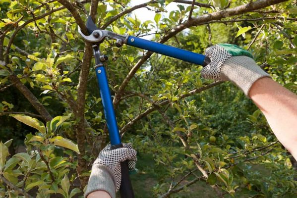 person-pruning-tree-with-pruners